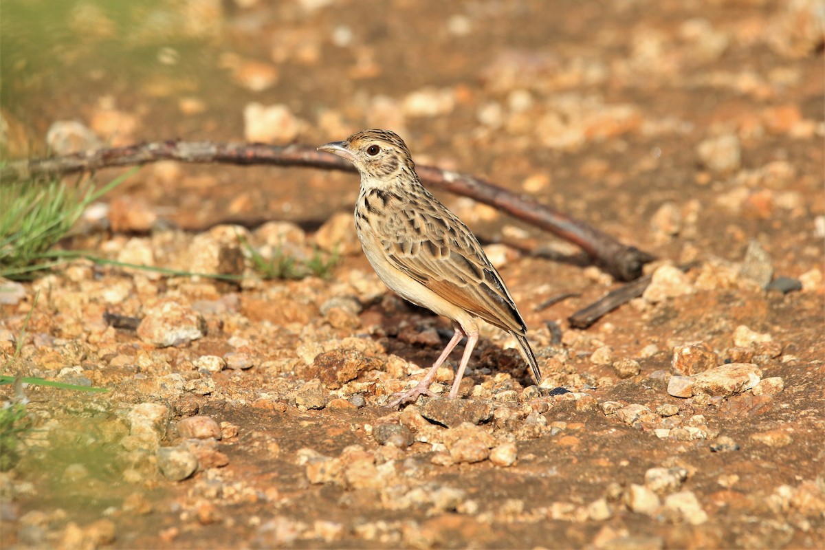 Jerdon's Bushlark - ML643991150