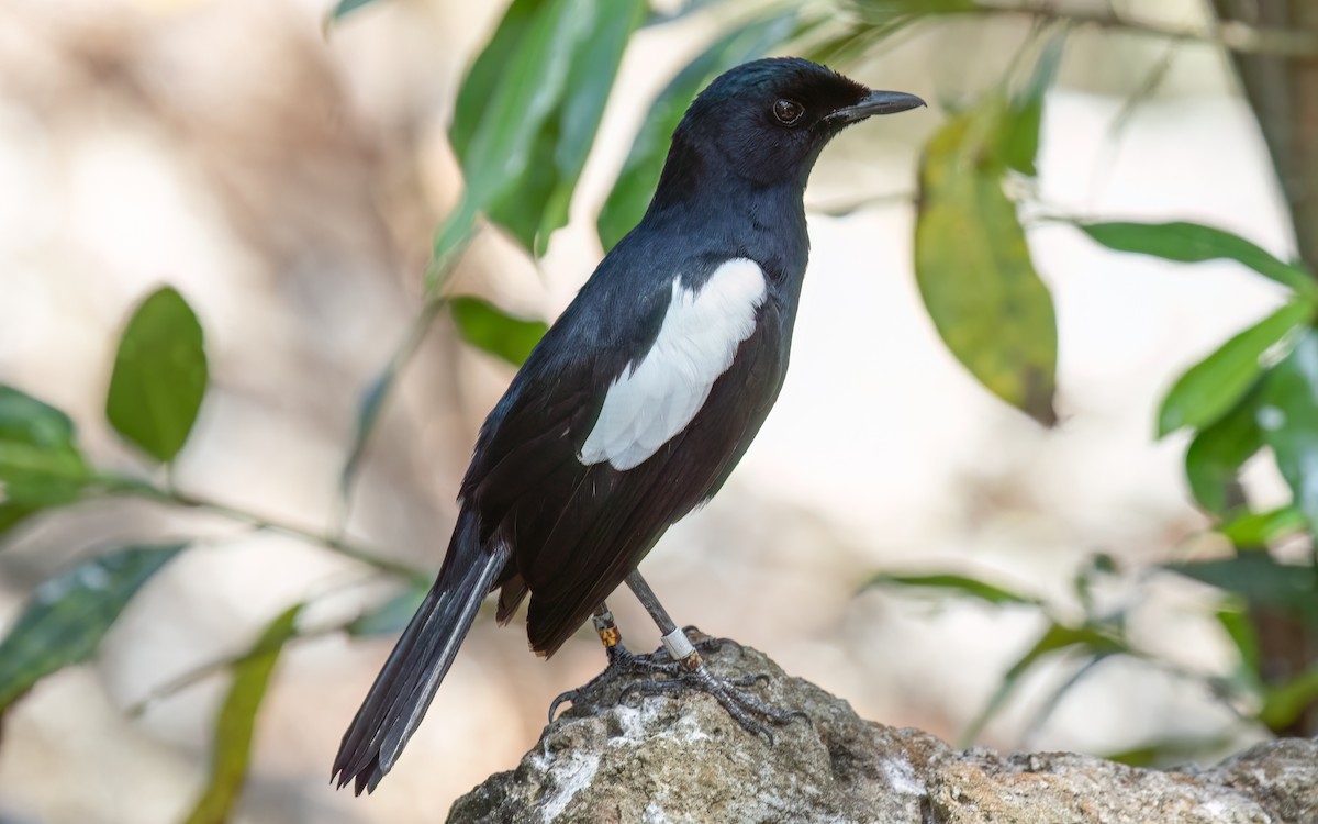 Seychelles Magpie-Robin - ML643991154