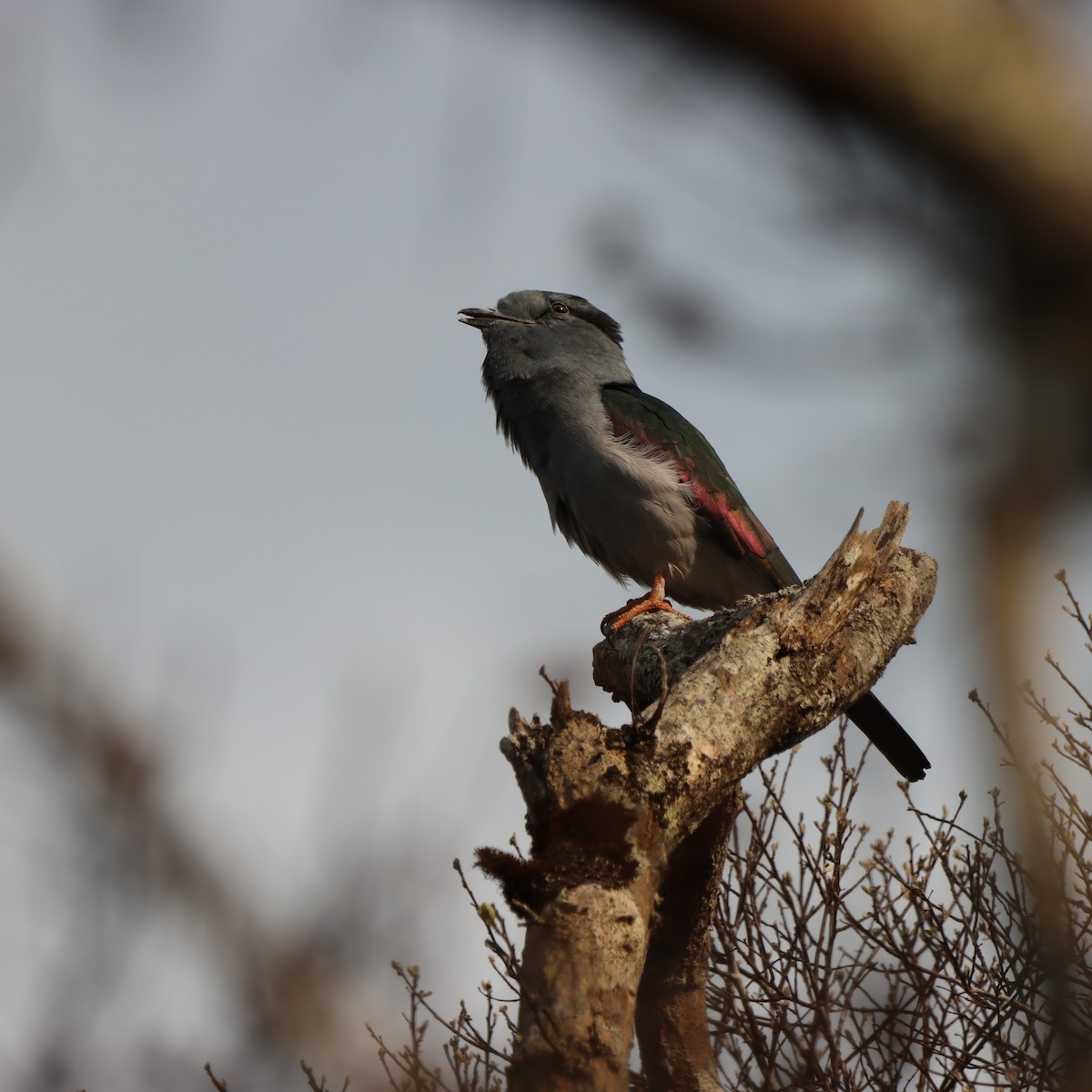 Cuckoo-roller - ML643991158
