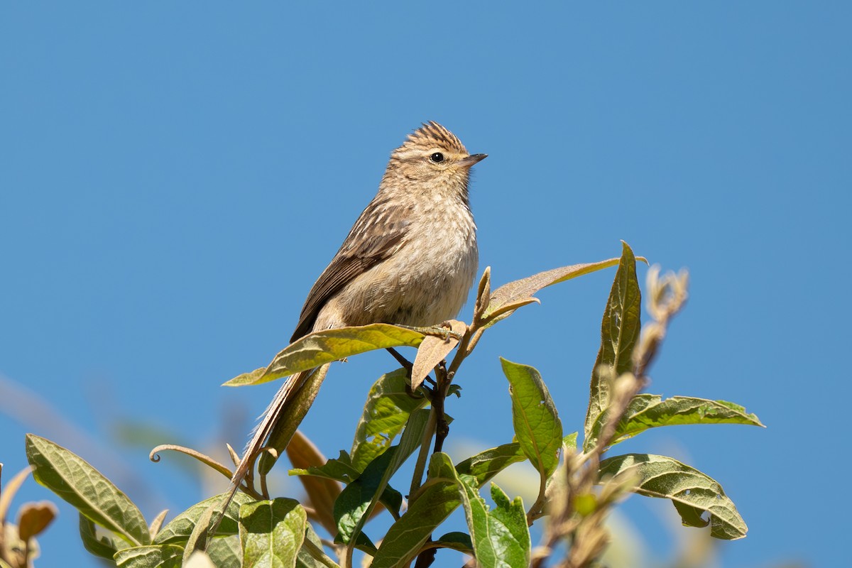 Striolated Tit-Spinetail - ML643991159