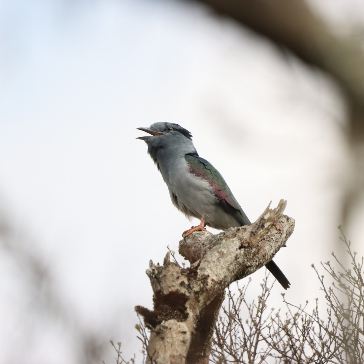 Cuckoo-roller - ML643991169
