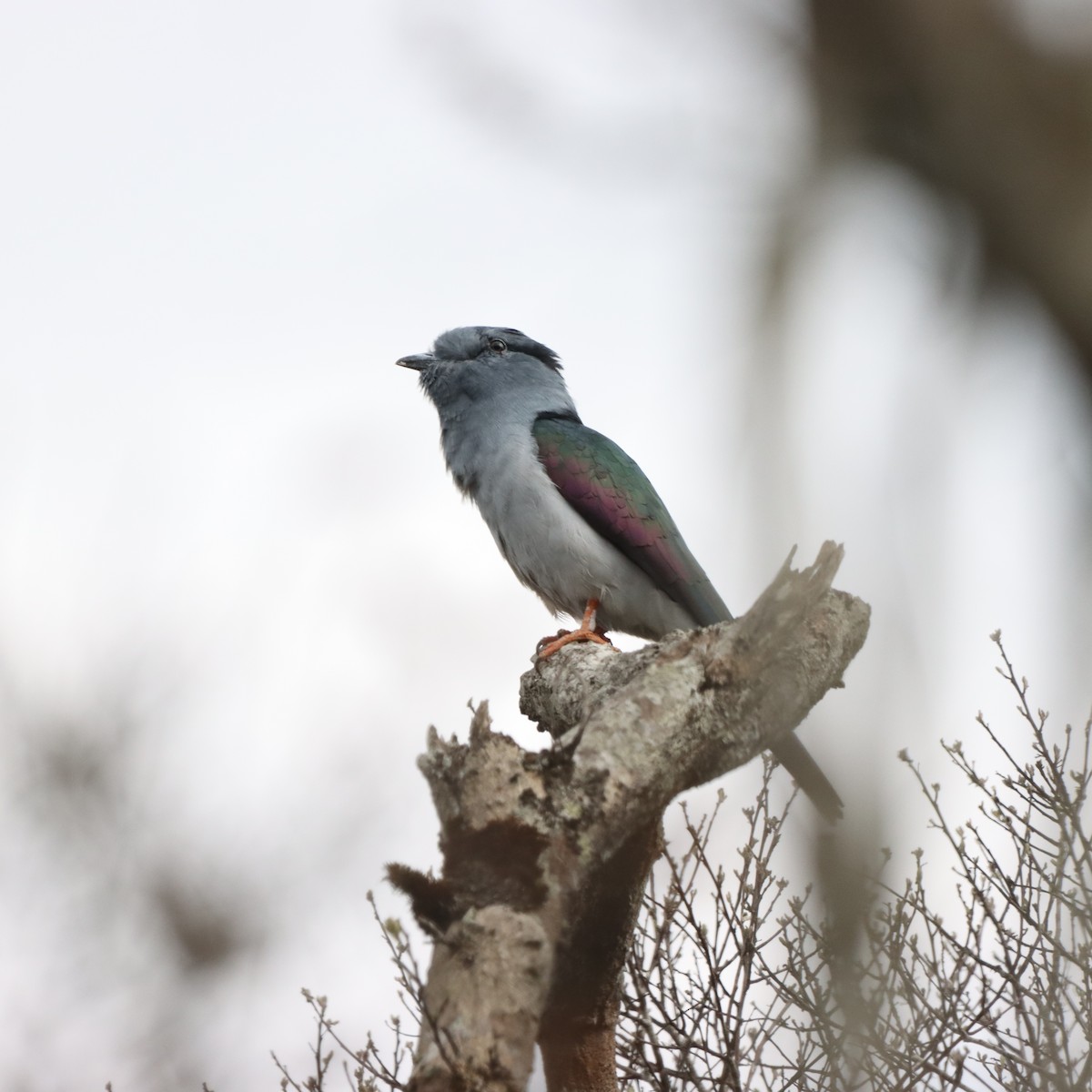 Cuckoo-roller - ML643991189