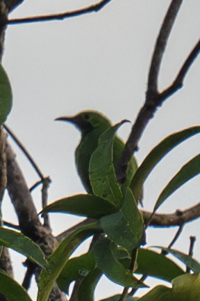 Jerdon's Leafbird - ML643991193