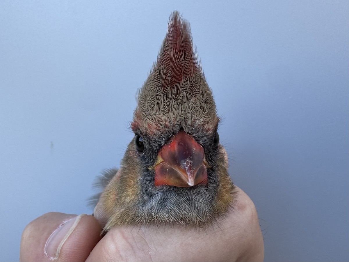 Northern Cardinal - ML643991207