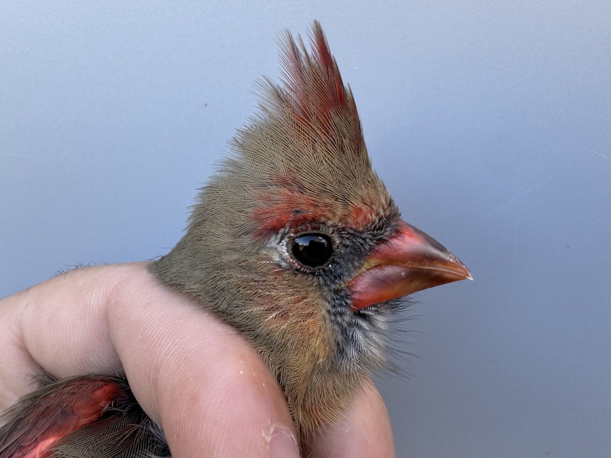 Northern Cardinal - ML643991208
