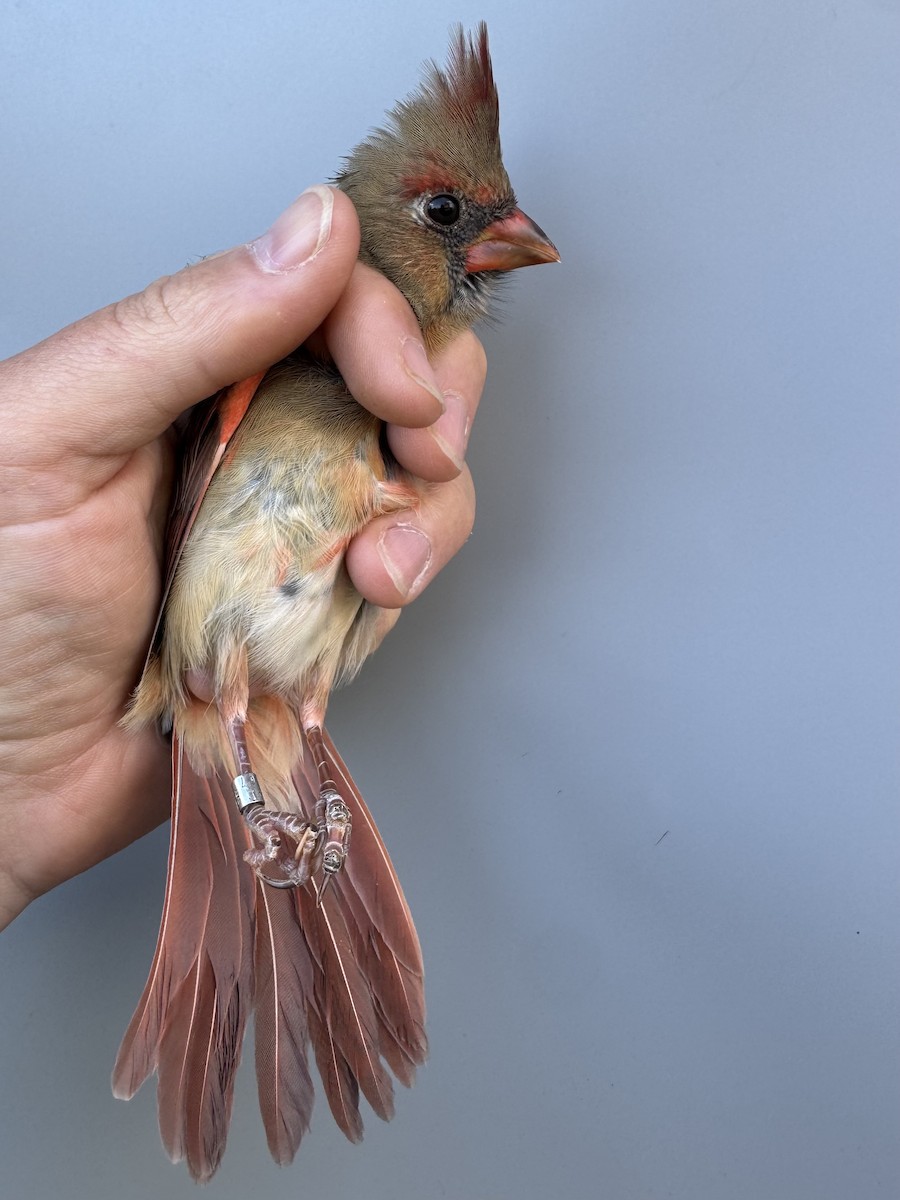 Northern Cardinal - ML643991209