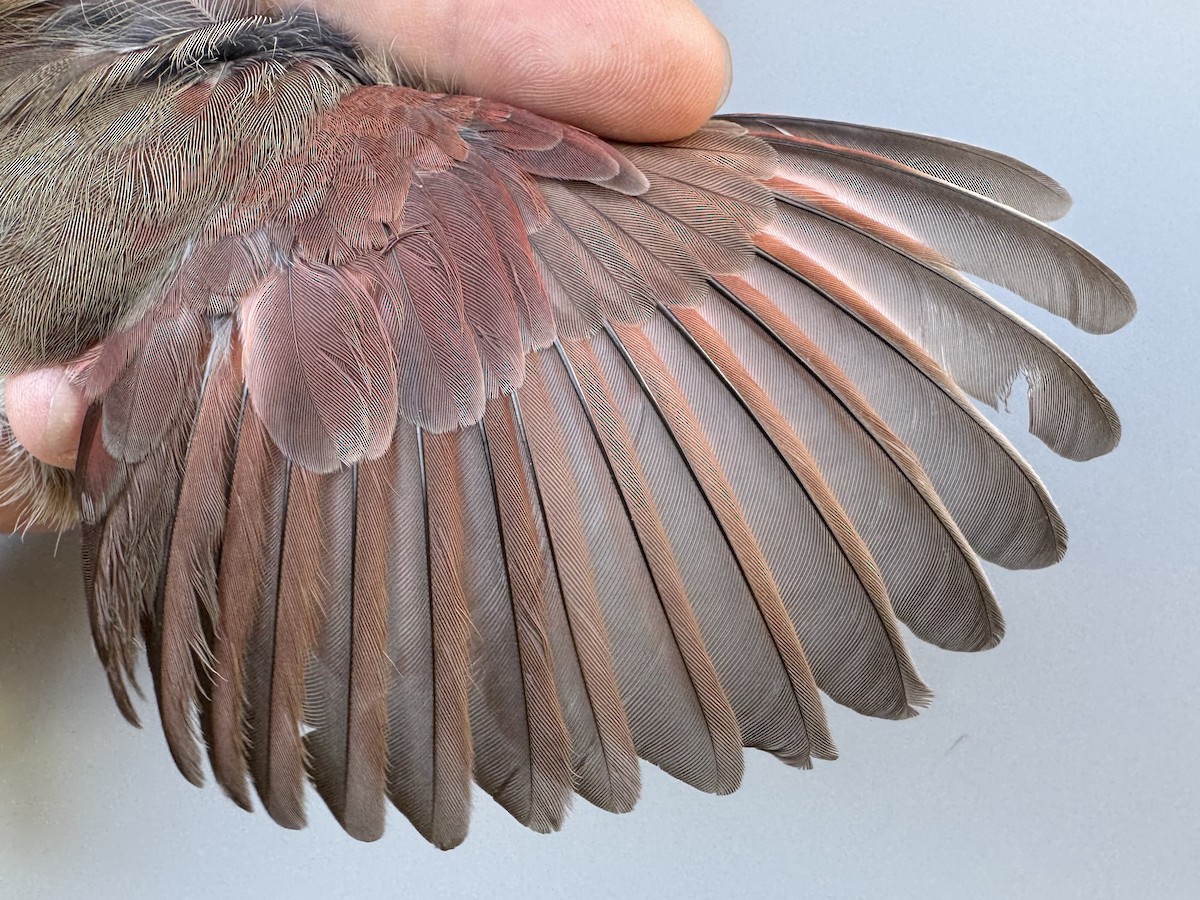 Northern Cardinal - ML643991210