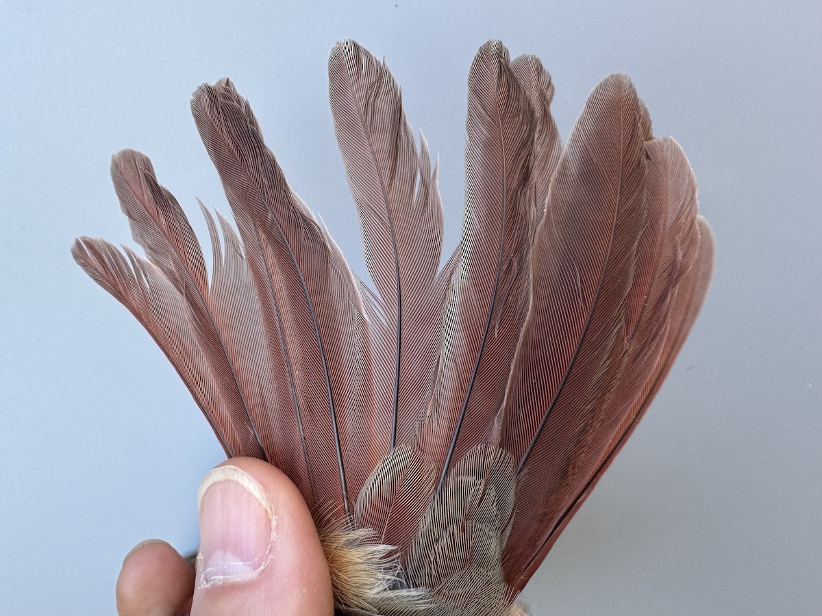 Northern Cardinal - ML643991211