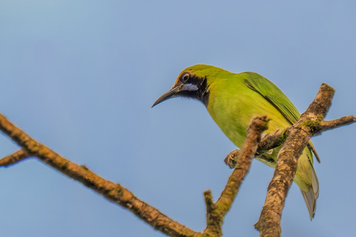 Golden-fronted Leafbird - ML643991212