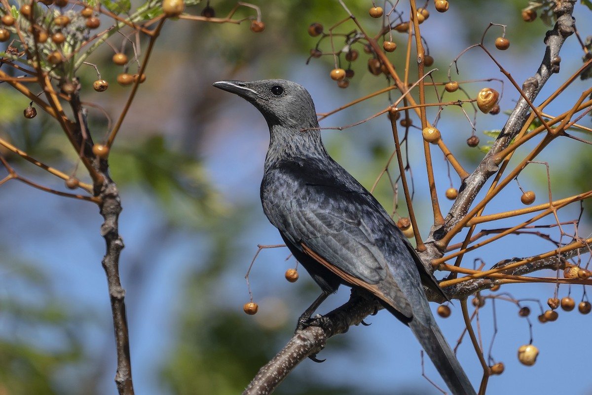 Red-winged Starling - ML643991222