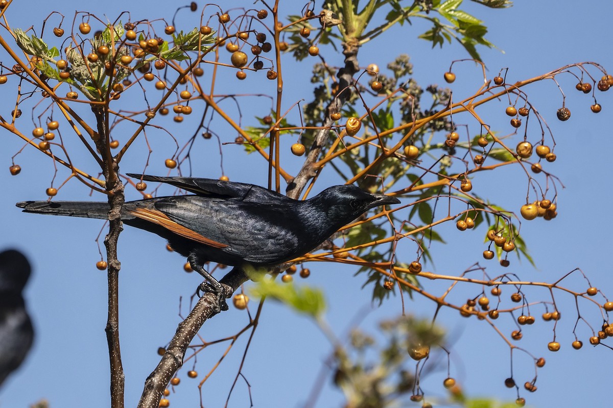 Red-winged Starling - ML643991223