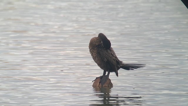 Neotropic Cormorant - ML643991232