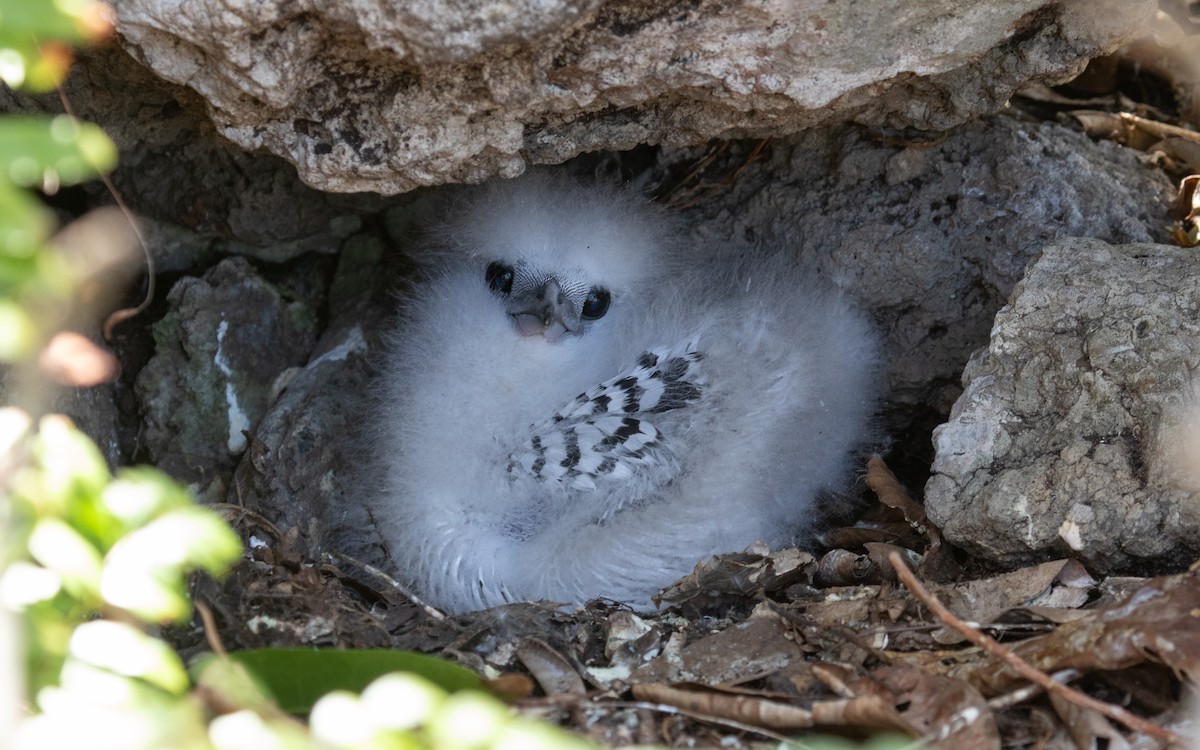 White-tailed Tropicbird - ML643991260