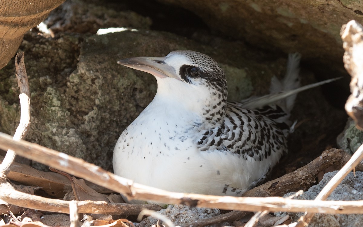 White-tailed Tropicbird - ML643991261