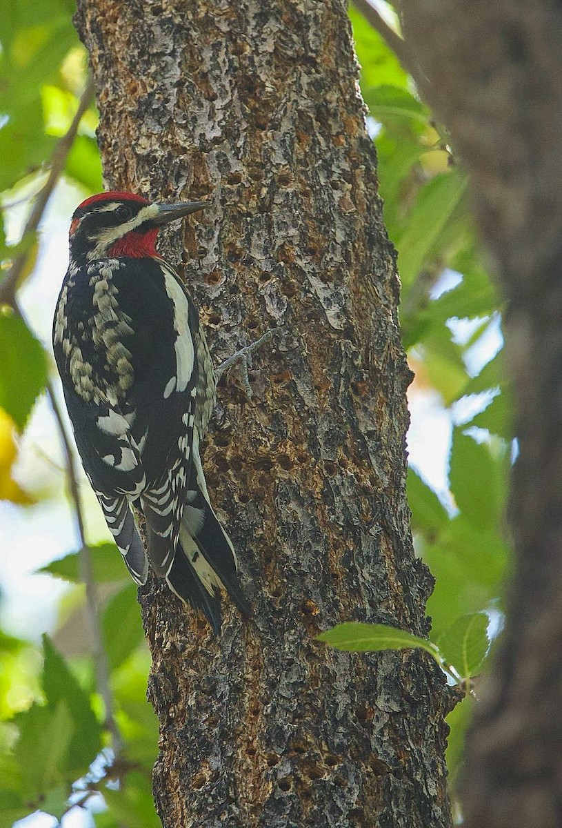 Red-naped Sapsucker - ML643991298