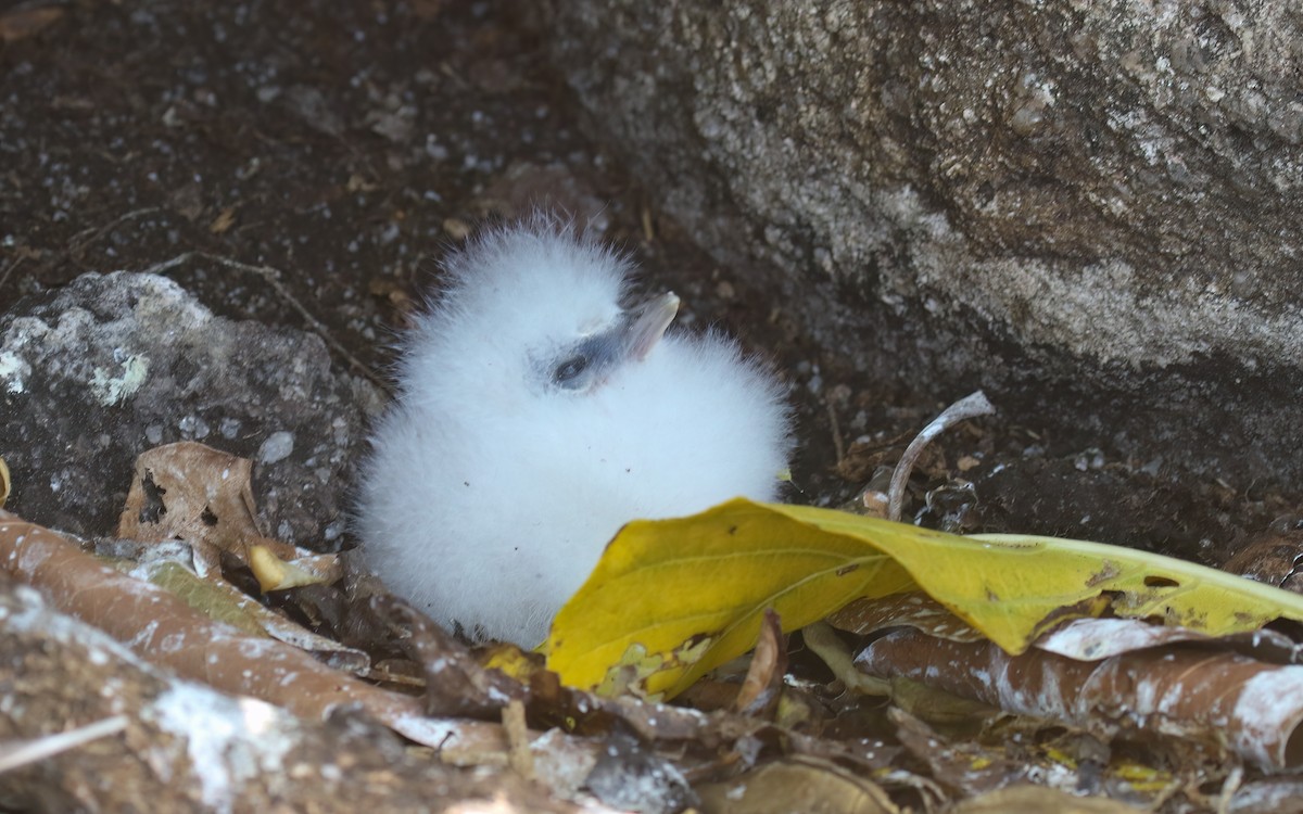 White-tailed Tropicbird - ML643991300
