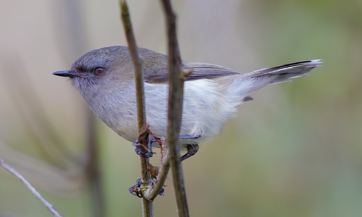 Gray Gerygone - ML643991320