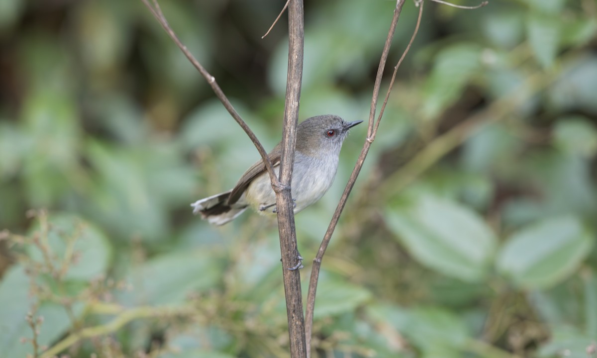 Gray Gerygone - ML643991321
