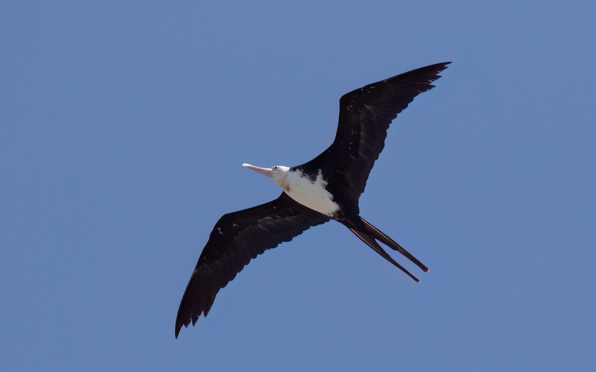 Lesser Frigatebird - ML643991323