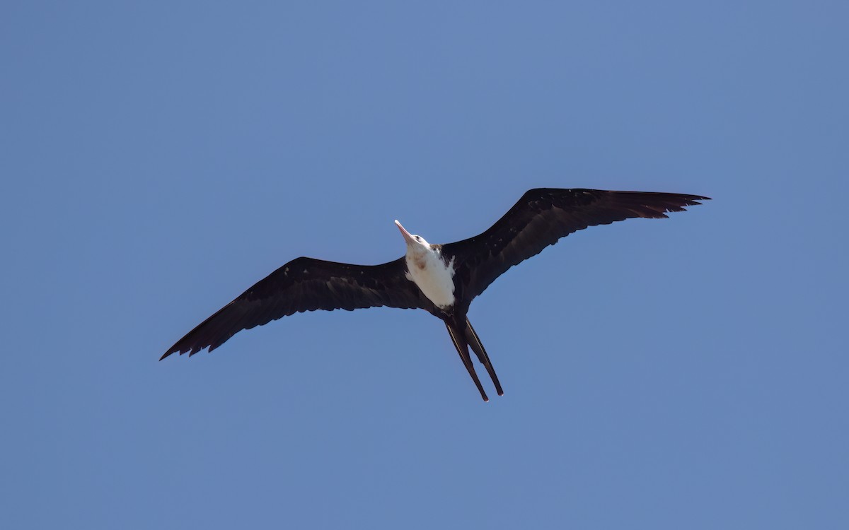 Lesser Frigatebird - ML643991324