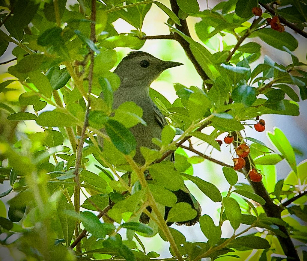 Gray Catbird - ML643991326