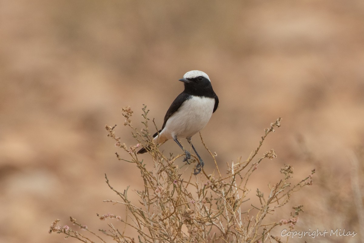 Mourning Wheatear (Maghreb) - ML643991360