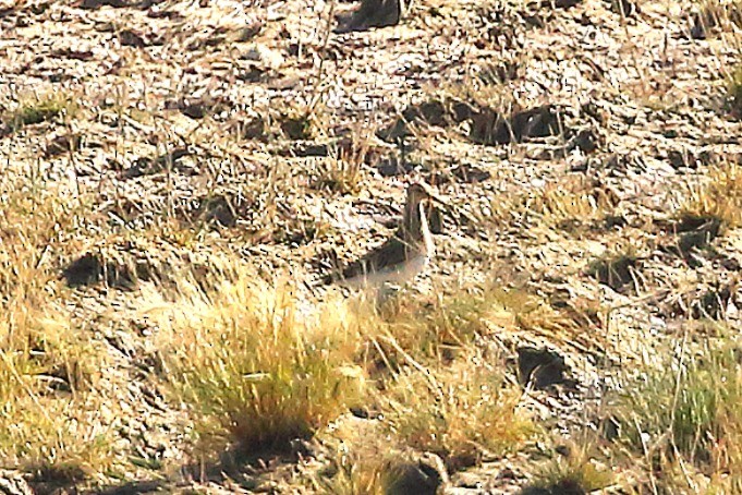 tanımsız Charadriiformes sp. - ML643991367