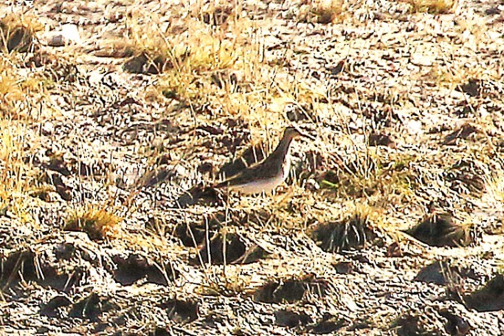 tanımsız Charadriiformes sp. - ML643991368