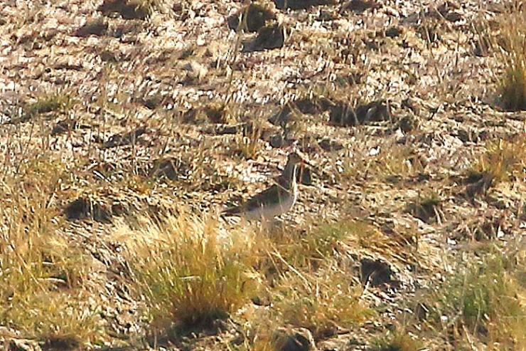 tanımsız Charadriiformes sp. - ML643991369
