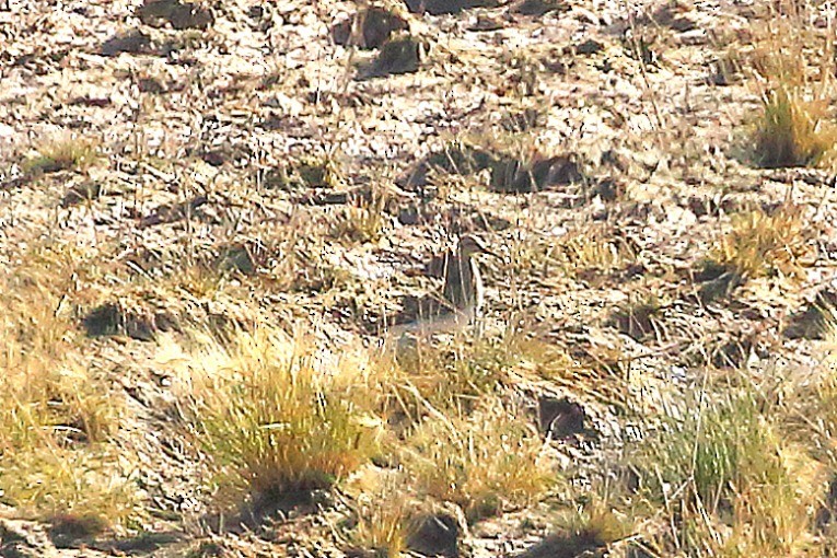 tanımsız Charadriiformes sp. - ML643991370