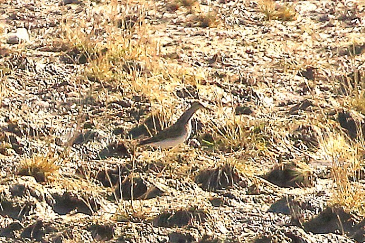 tanımsız Charadriiformes sp. - ML643991371