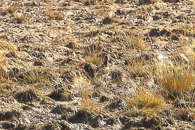 tanımsız Charadriiformes sp. - ML643991373
