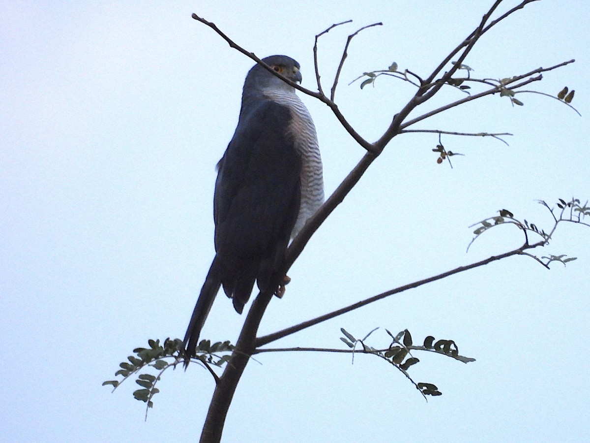 African Goshawk (Eastern) - ML643991383