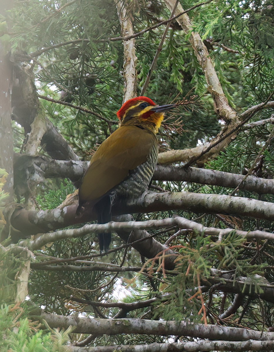 White-browed Woodpecker - ML643991400
