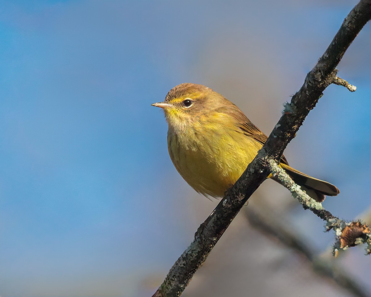 Пальмовая древесница (hypochrysea) - ML643991417