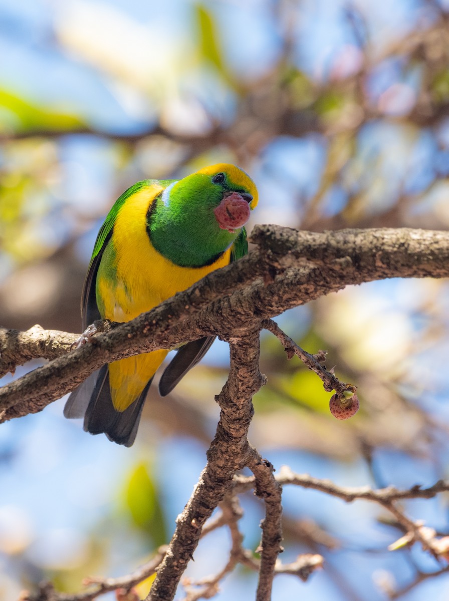 Golden-browed Chlorophonia - ML643991423