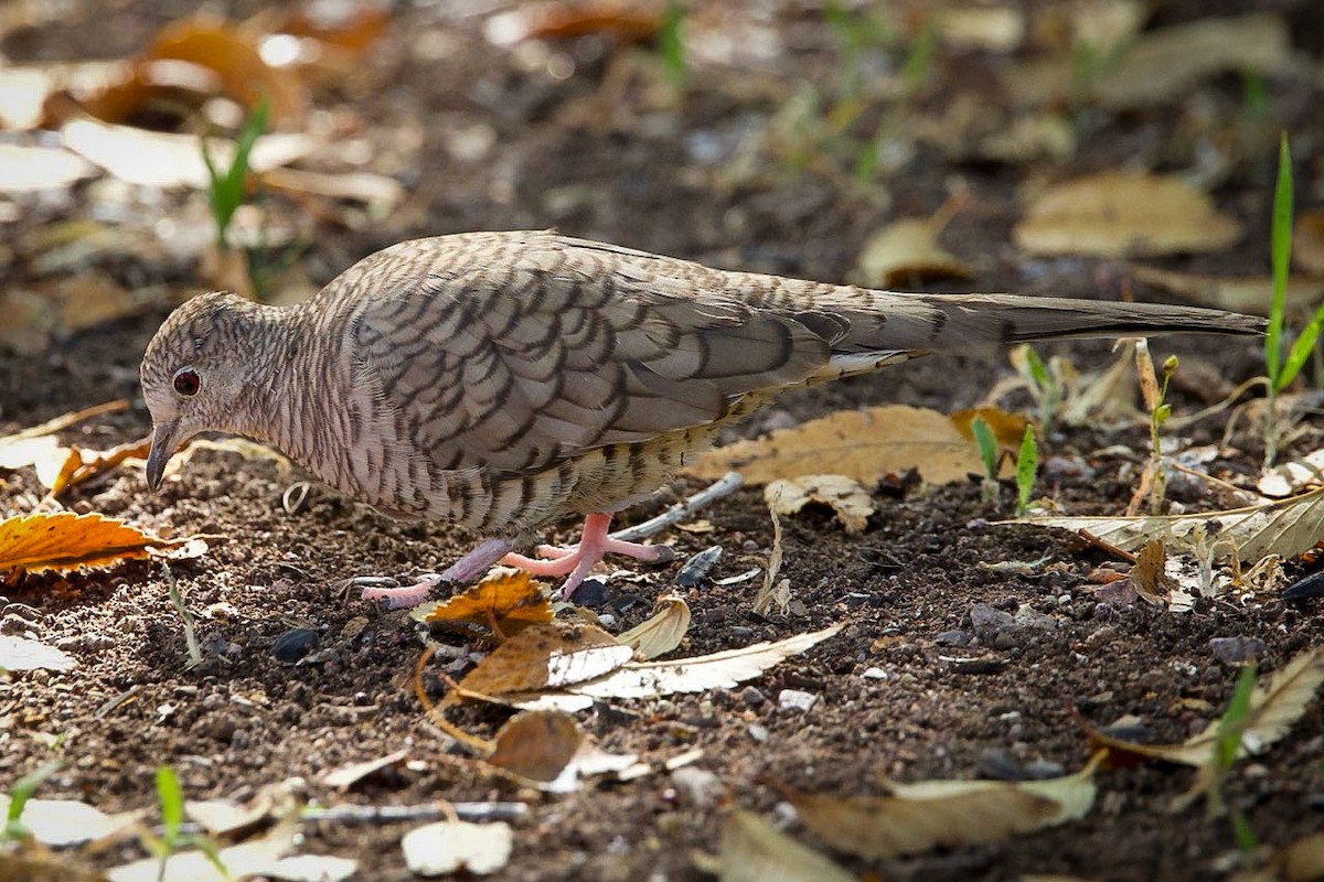 Inca Dove - ML643991444