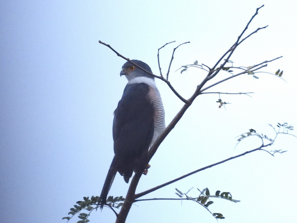 African Goshawk (Eastern) - ML643991476