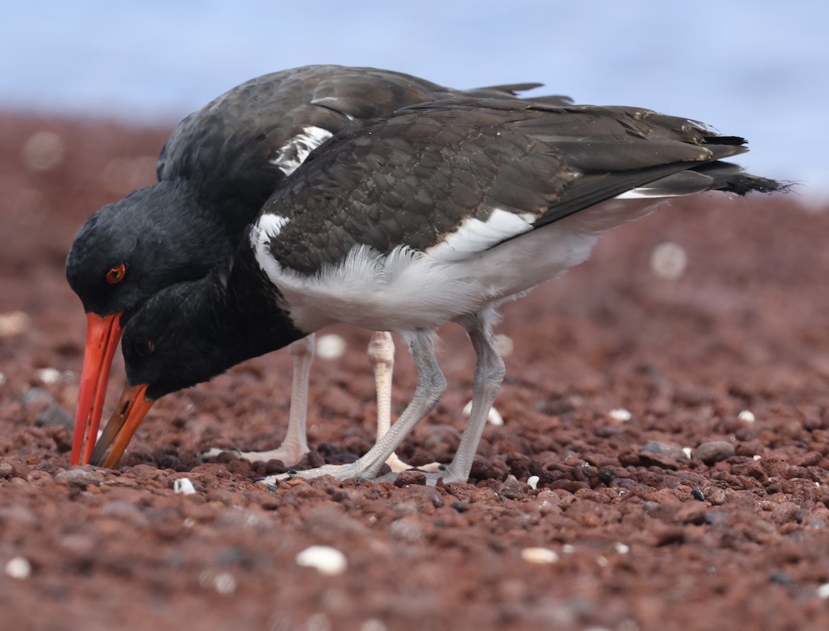 American Oystercatcher - ML643991492
