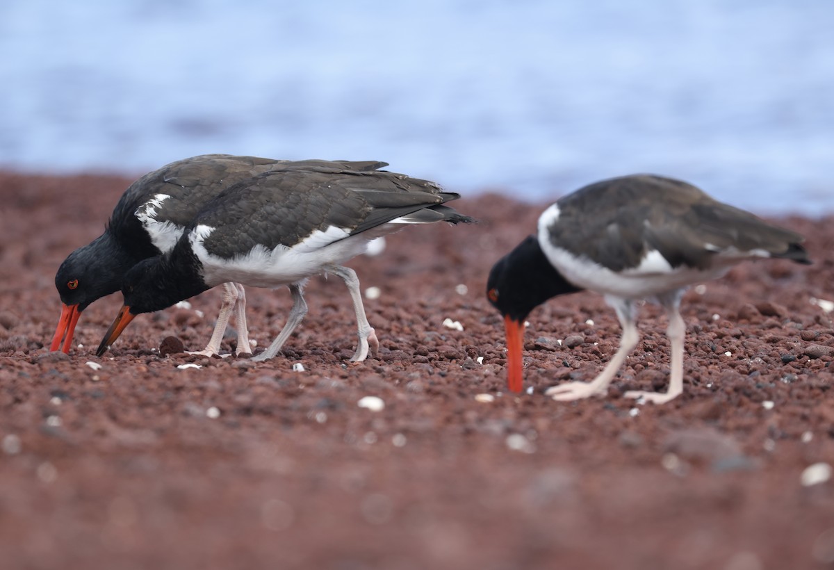 American Oystercatcher - ML643991493