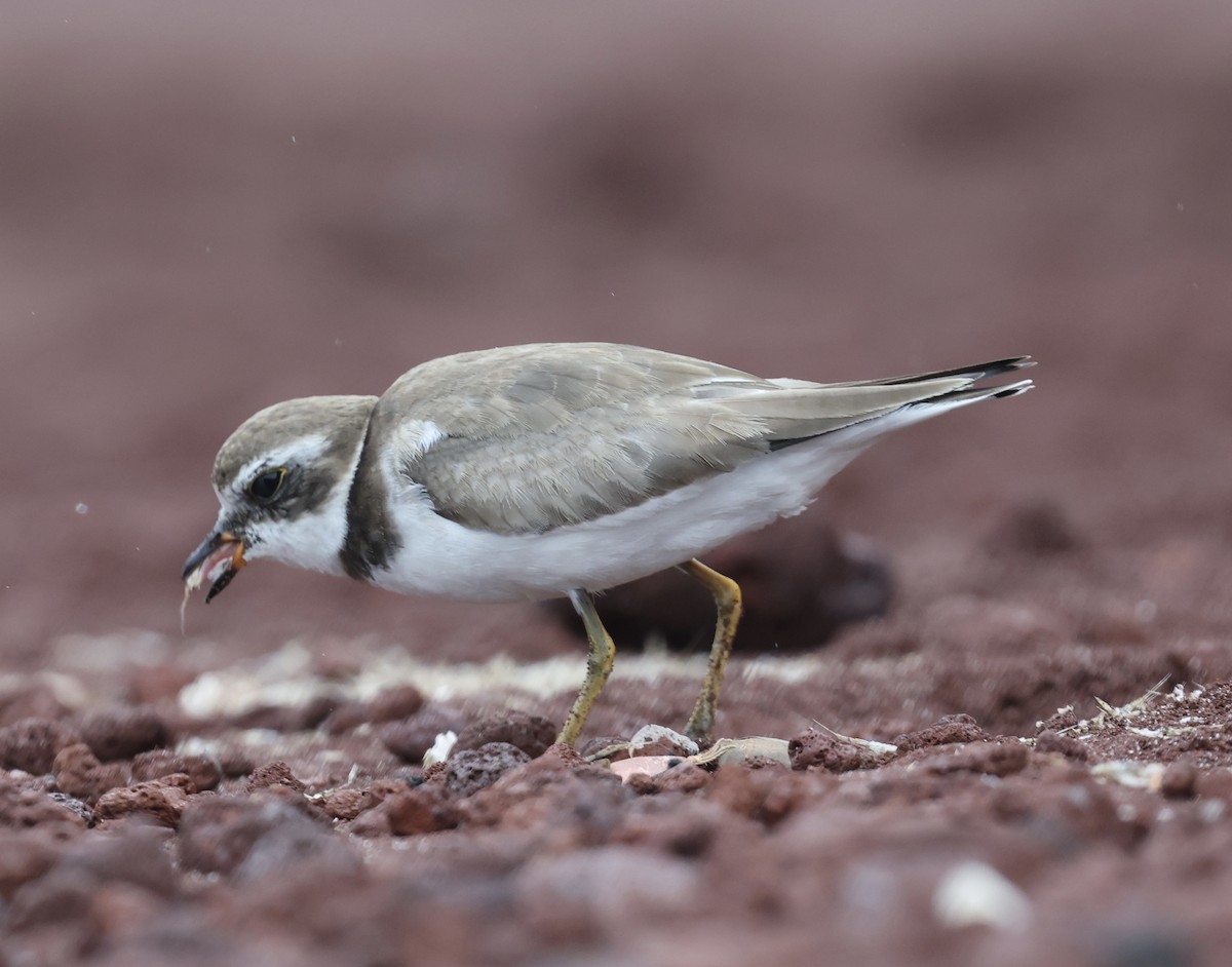 Semipalmated Plover - ML643991503