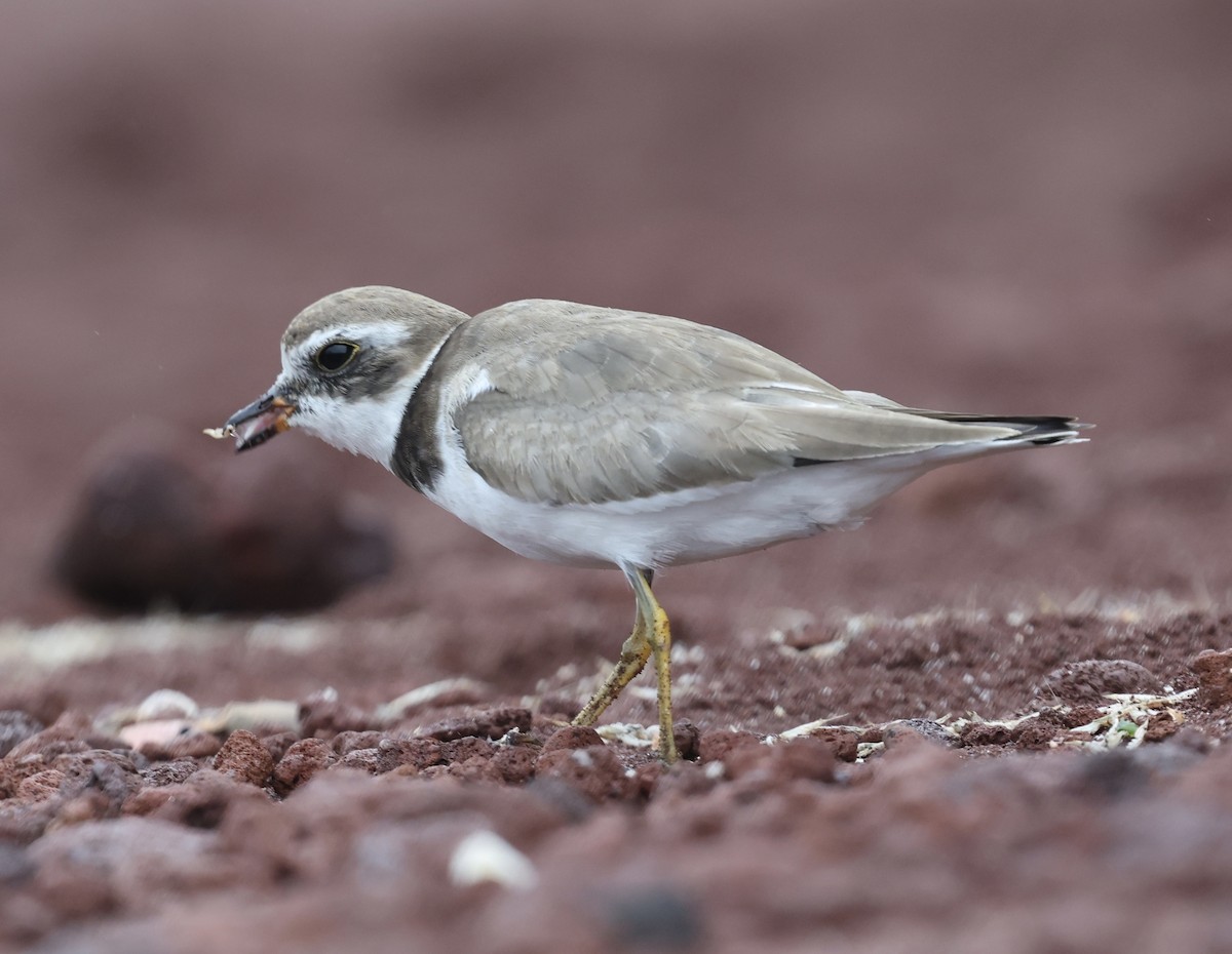 Semipalmated Plover - ML643991504