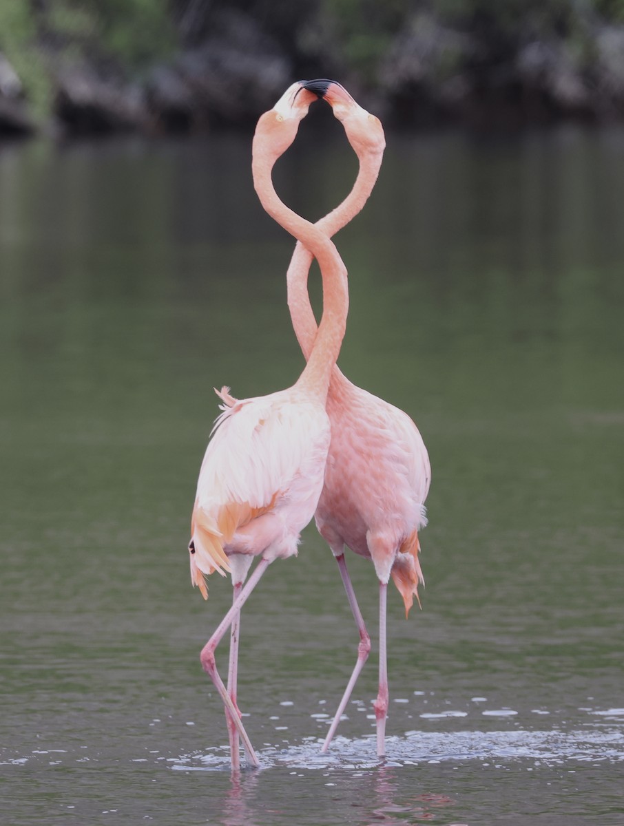 American Flamingo - ML643991532