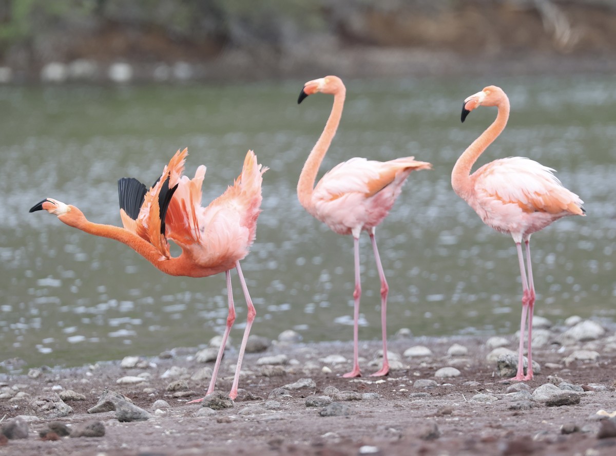American Flamingo - ML643991533