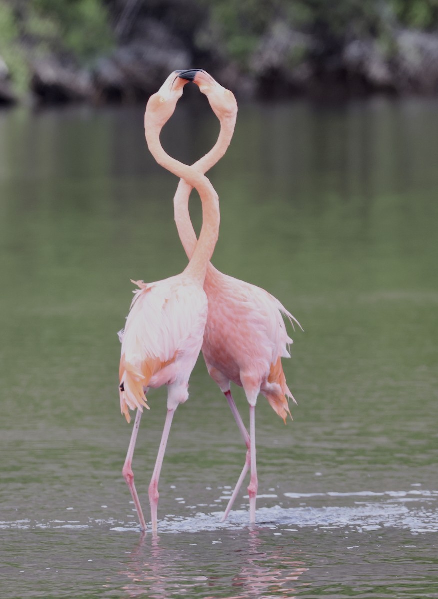 American Flamingo - ML643991534
