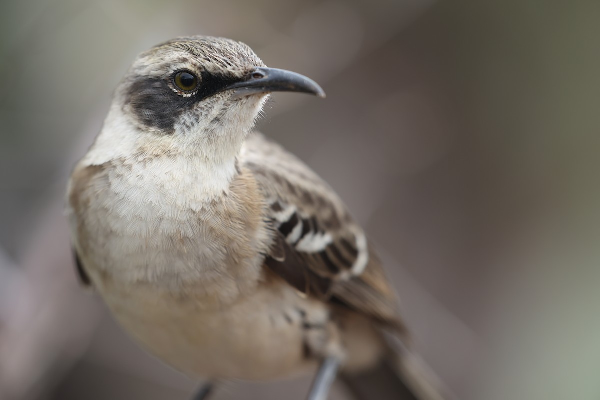 Galapagos Mockingbird - ML643991560