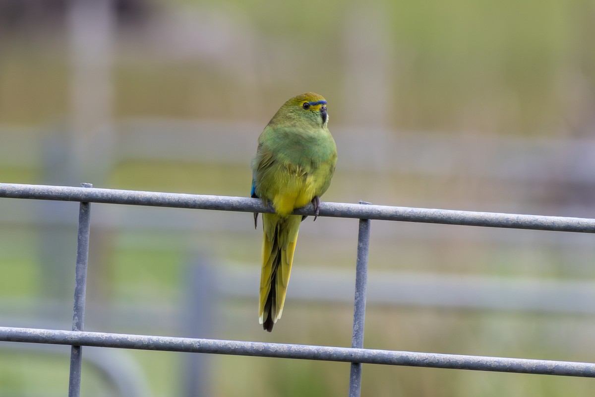 Папужка синьокрилий - ML643991636