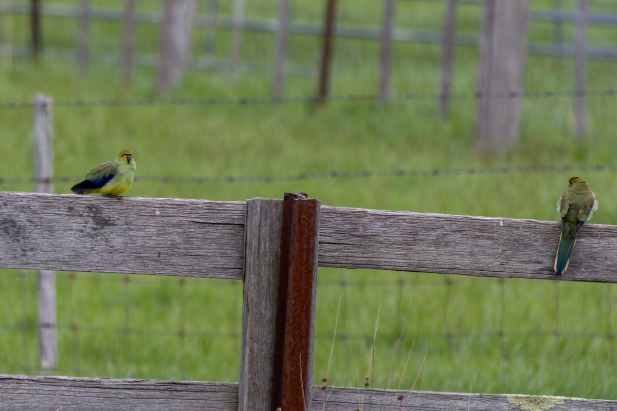 Папужка синьокрилий - ML643991637