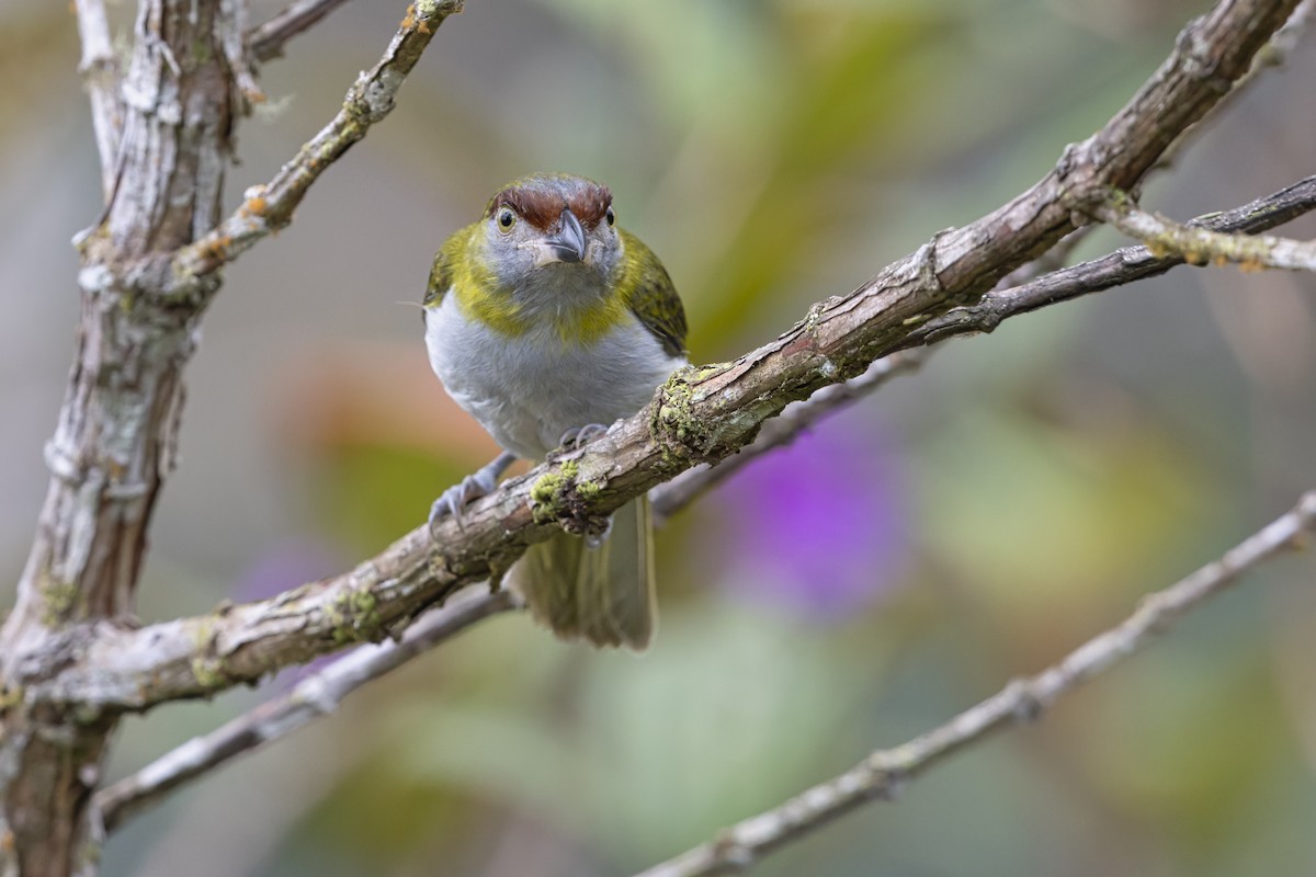 Black-billed Peppershrike - ML643991647