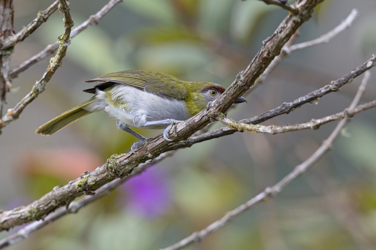 Black-billed Peppershrike - ML643991649